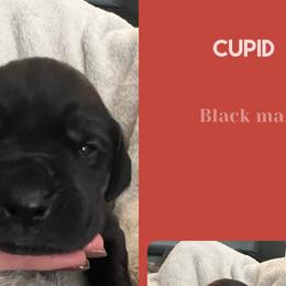 Boy 5- Cupid - Black Great Dane puppy in Marlow, New Hampshire from Fox Hill Danes