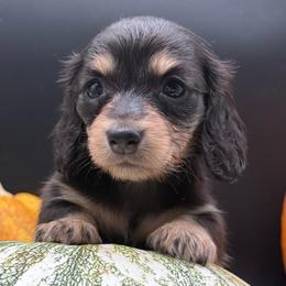 Vivienne - Black and cream female Dachshund puppy in Corona, California from ChezBeale