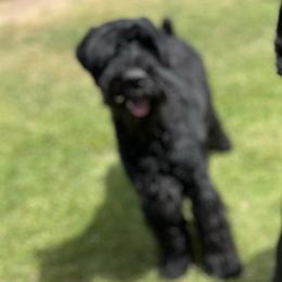 Giant Schnauzers from SchnauHaus