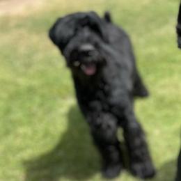 Giant Schnauzers from SchnauHaus