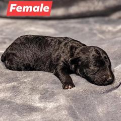 Aussiedoodles from Kce Ranch Doodles