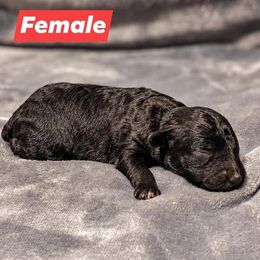 Aussiedoodles from Kce Ranch Doodles
