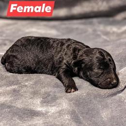 Aussiedoodles from Kce Ranch Doodles