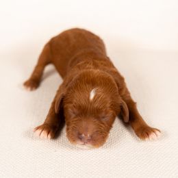 Bernedoodle, Cavapoo, Goldendoodle, and Poodle Puppies from Wasatch Pup