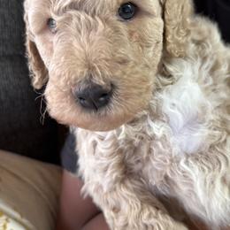 Goldendoodle Puppies from K&R Doodles