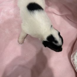 Border Collie Puppies from Vowell Farm Border Collies