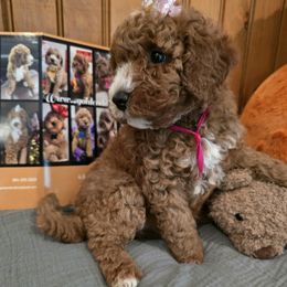Bernedoodle and Goldendoodle Puppies from 4goldendoodles
