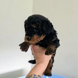 Australian Labradoodle, Bernedoodle, Goldendoodle, Poodle, and Sheepadoodle Puppies from Sutton Place Doodles