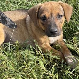 Australian Cattle Dog, Australian Shepherd, Companion Cross, and Miniature Australian Shepherd Puppies from MK Aussies