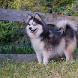 Fancy - Pomsky
