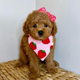 Flora - Red  female Poodle puppy in Morehead, Kentucky from Paw Perfect Pets
