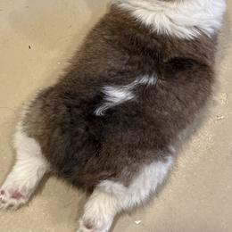 Pembroke Welsh Corgi Puppies from Corgi Love Tales