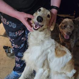 Keira - White female Borzoi puppy in Port Orchard, Washington from Syskiyou Borzoi