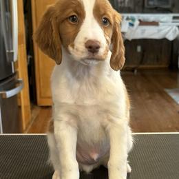 Black boy- Axel - Orange and white male Brittany puppy in Chehalis, Washington from Black River Brittany’s