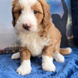 Boy 3 - Red male Bernedoodle puppy in Seymour, Tennessee from Lollie's Doodles