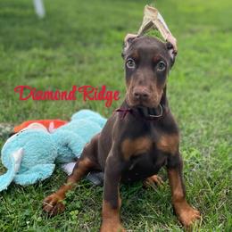 Maroon collared girl - Red and rust female Doberman Pinscher puppy in Winamac, Indiana from DIAMOND RIDGE DOBERMANS