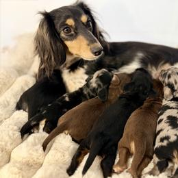 Harlow - Dachshund
