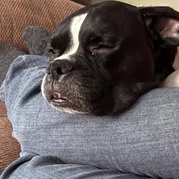 Boxer All Grown Up from KCF Boxers
