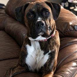 Mya - Boxer