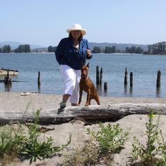 German Pinscher All Grown Up from RiverRAT Barn Hunt