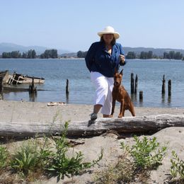 German Pinscher All Grown Up from RiverRAT Barn Hunt