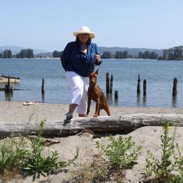 German Pinscher All Grown Up from RiverRAT Barn Hunt