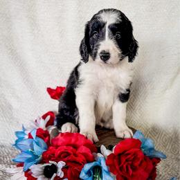 Crow - White and black male Bordoodle puppy in Elizabeth City, North Carolina from Howdy Doodles