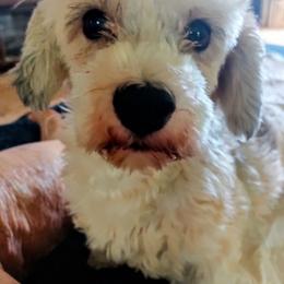 Dream - Havanese