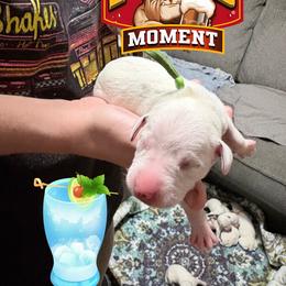 Mug - White and black male Dalmatian puppy in Des Moines, Iowa from Spot Splattered Dalmatians