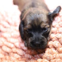 Cleo - Cream female Dachshund puppy in Eaton, Ohio from Miniature Alphas Dachshunds