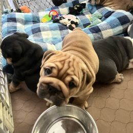 Zelda - Red and white female Bulldog puppy in Hobe Sound, Florida from Amanda’s Bullies
