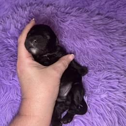 Passion - Black female Cavapoo puppy in Mount Vernon, Texas from S and J Cavapoos