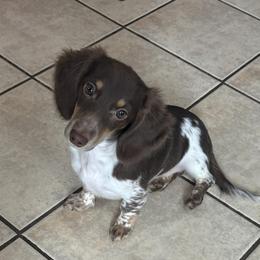 Cali - Dachshund