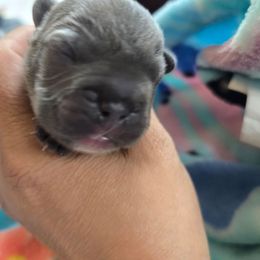 Prince James - Blue male French Bulldog puppy in Avondale, Arizona from Montes House of  Frenchies