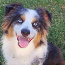 Australian Shepherds from Loving Trail Aussies