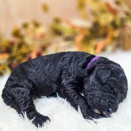 Girl 9 - Black female Poodle puppy in Gaylord, Michigan from Dog Mom Co. Poodles