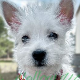 West Highland White Terriers from Pixie Hollow Westies