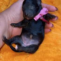 Godiva - Black female Goldendoodle puppy in Miami, Florida from Jade’s Paws & Co. Of Miami LLC