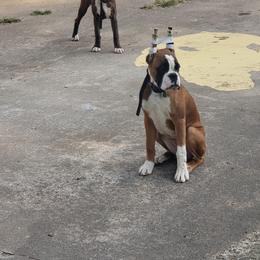 Boxer Puppies from SmashBox Kennel