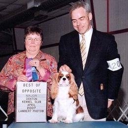 Cavalier King Charles Spaniel Puppies from Castlemar Cavaliers