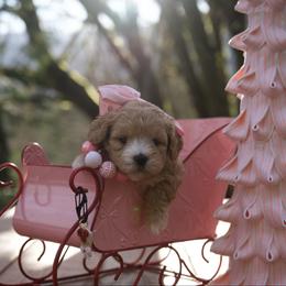 Burberry - Apricot female Maltipoo puppy in Deming, Washington from Heavenly Puppies to Love