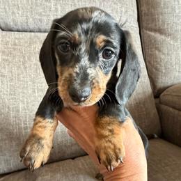 Maverick - Dapple male Dachshund puppy in Tonopah, Arizona from Brandie's Dachshunds