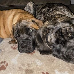 Mastiffs from Olde Heritage Mastiffs