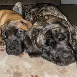 Mastiffs from Olde Heritage Mastiffs