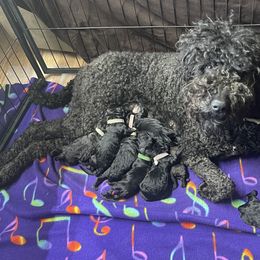 Goldendoodle, Miniature Schnauzer, and Poodle Puppies from 501Doodles