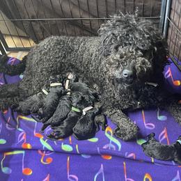 Goldendoodle, Miniature Schnauzer, and Poodle Puppies from 501Doodles