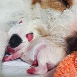 Jack Russell Terrier Puppies from Avalanche Acres