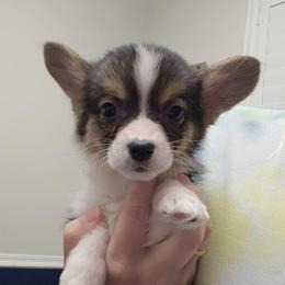 Knight -Boy - 3rd Born - White and black male Pembroke Welsh Corgi puppy in Tomball, Texas from Larsen Loved Corgis