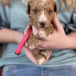 Goldendoodle Puppies from Muddydoodles