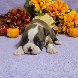 Light Classic Brindle Girl - Brindle and white female Boston Terrier puppy in Corsicana, Texas from JT Bostons